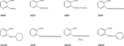 Inhibition of Human Sulfotransferases by Phthalate Monoesters